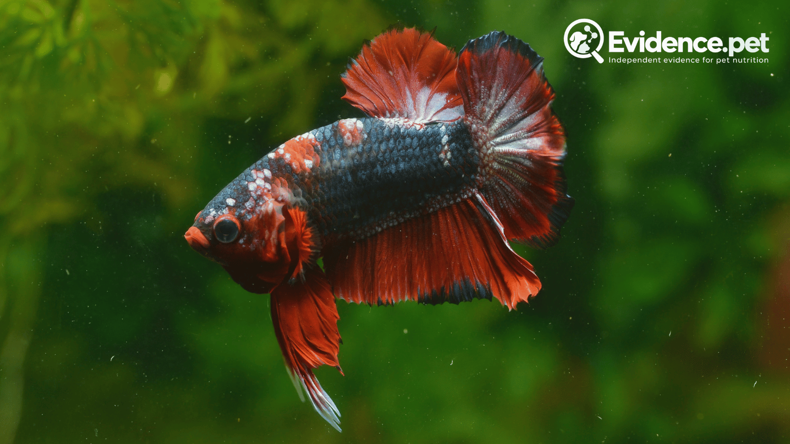 Red and dark blue betta fish