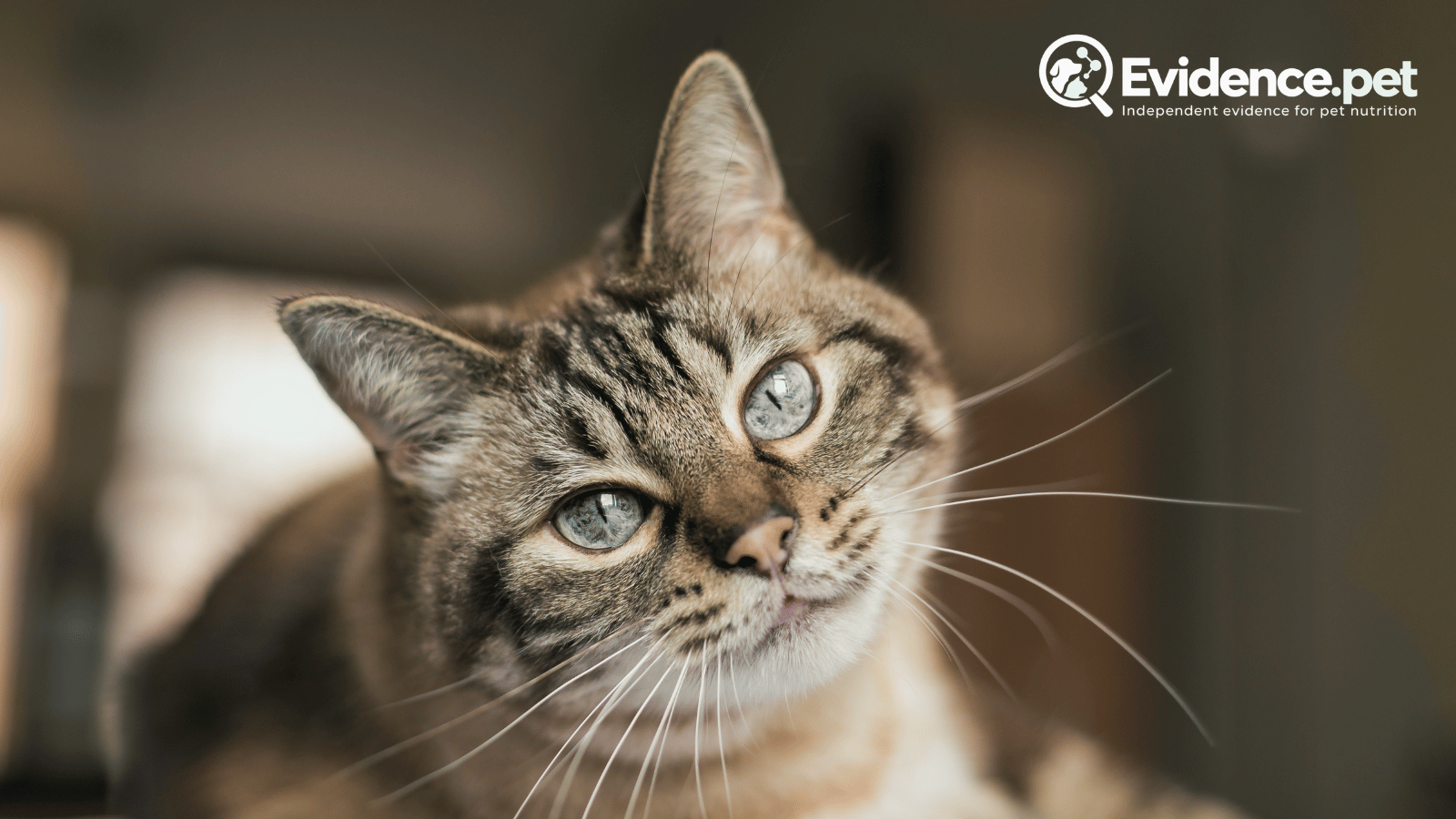 Tabby cat resting indoors