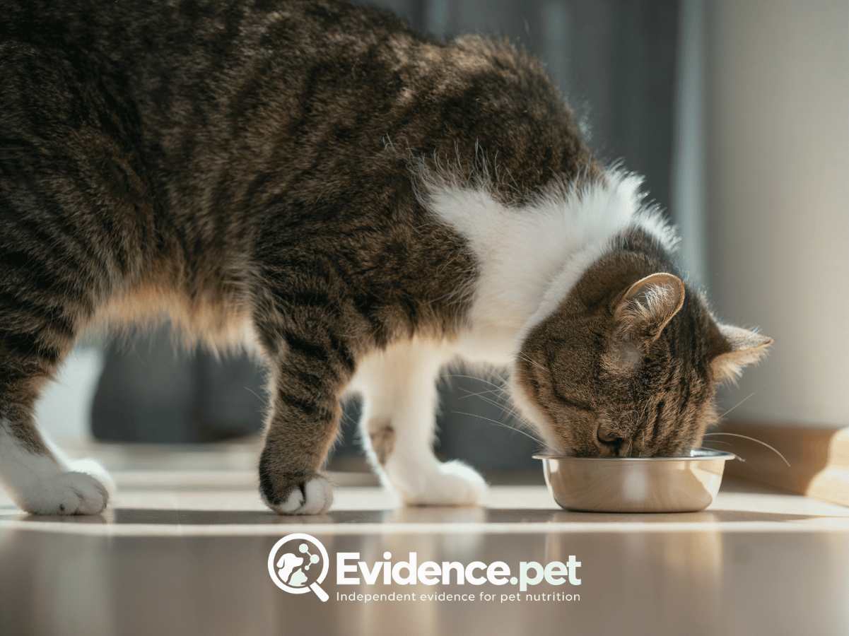 Cat eating from a food bowl