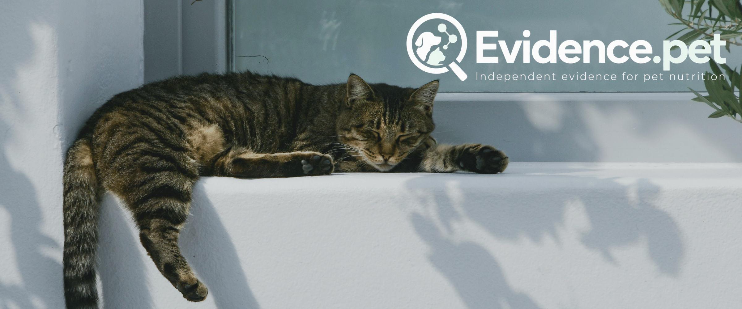 Tabby cat resting by a window