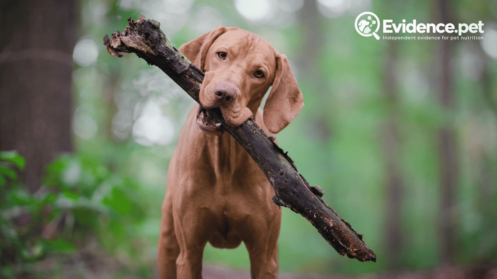 Dog carrying a stick outdoors