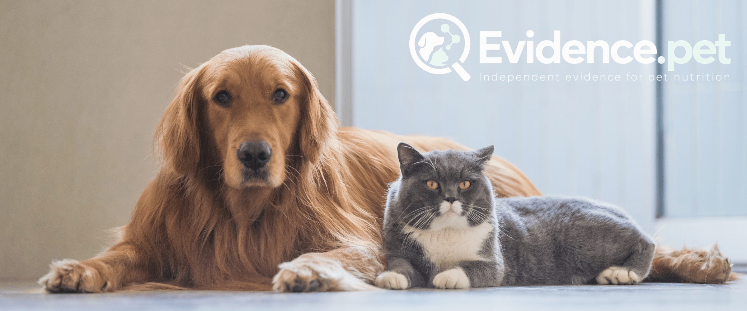 Golden retriever resting beside a grey and white cat