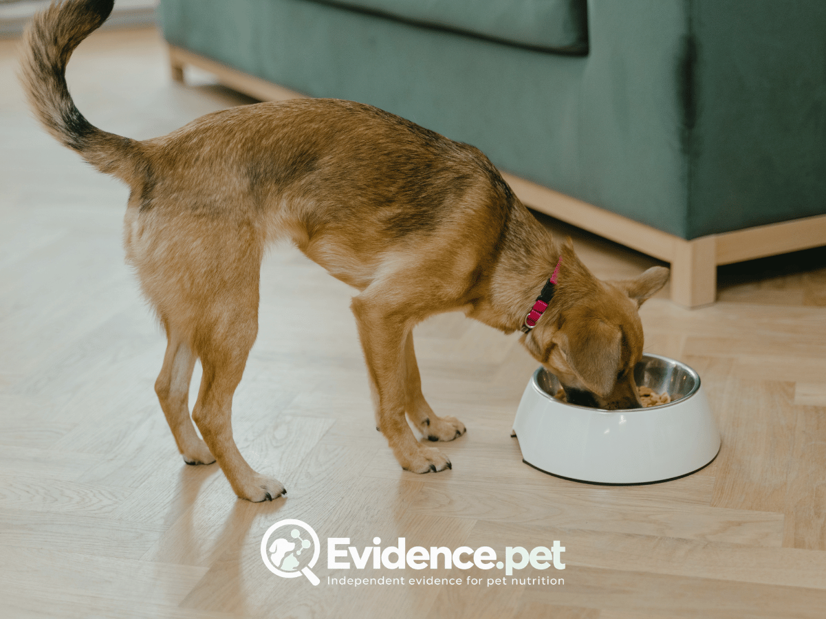 Dog eating from a food bowl
