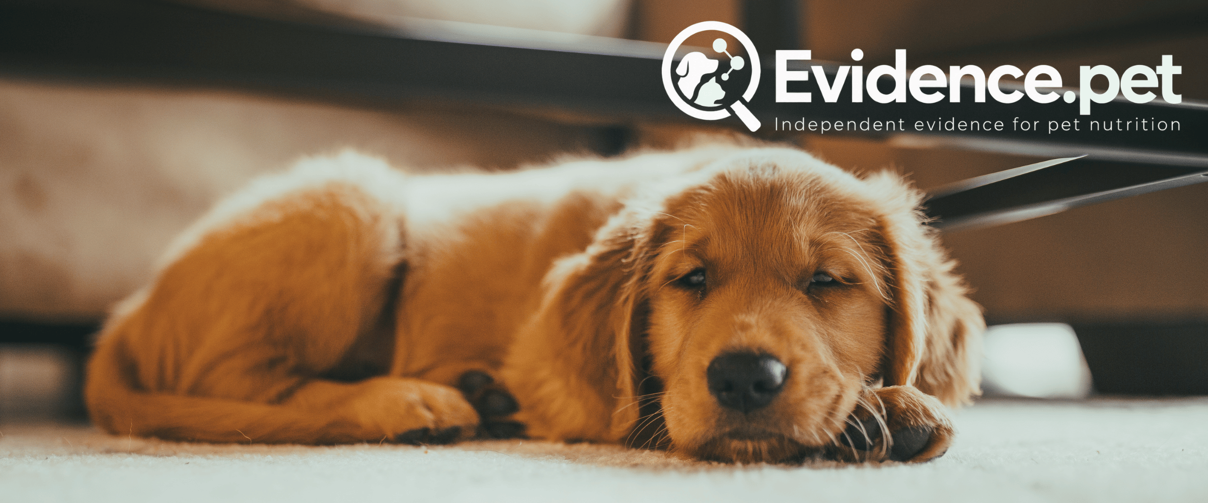 Golden retriever resting on the floor