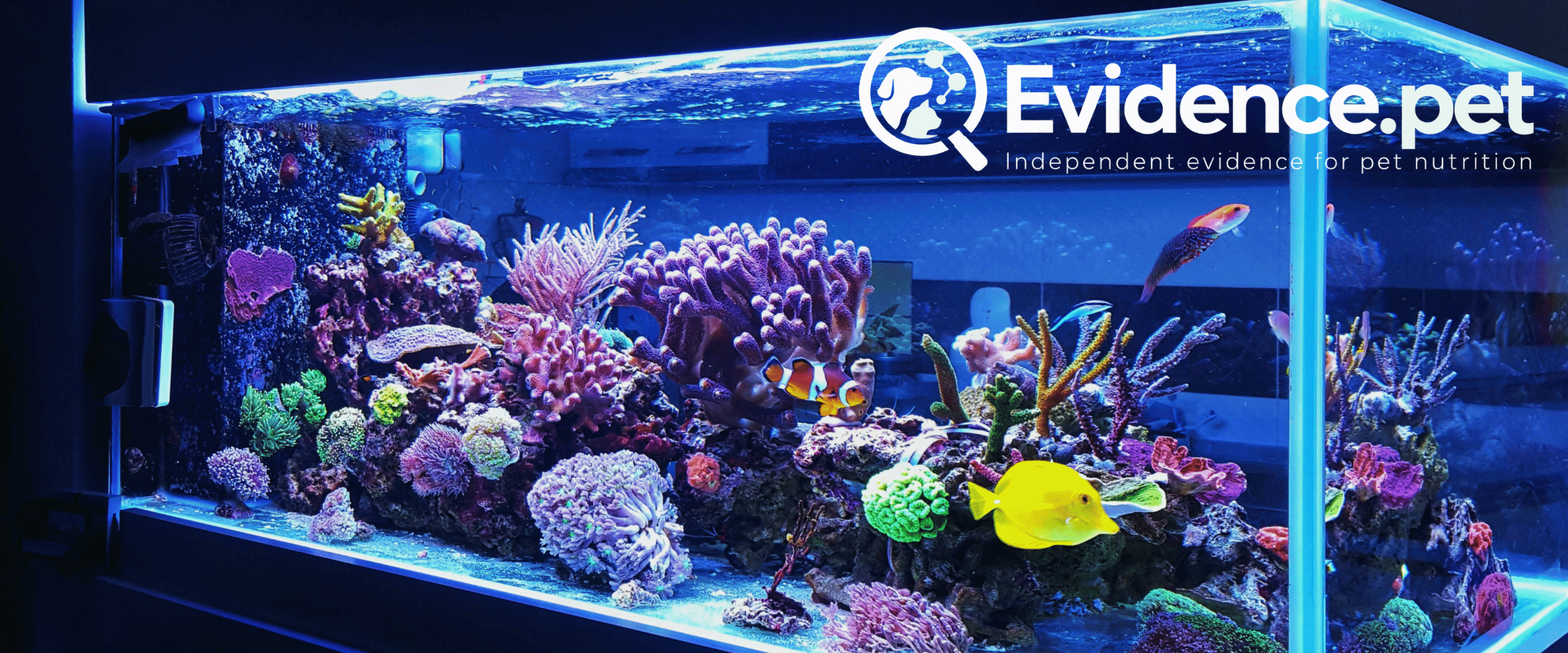 Colourful aquarium fish and corals