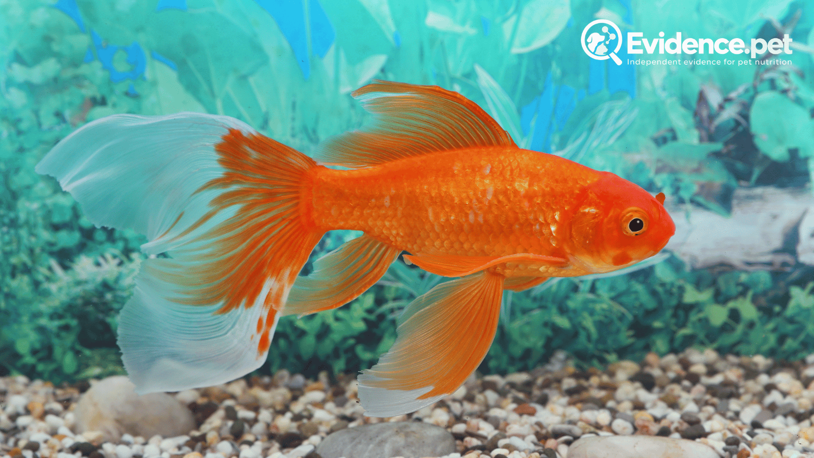Goldfish swimming in an aquarium