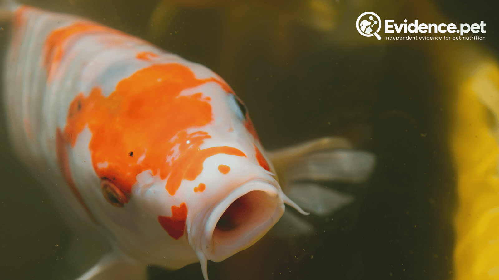 Orange and white koi viewed from the front